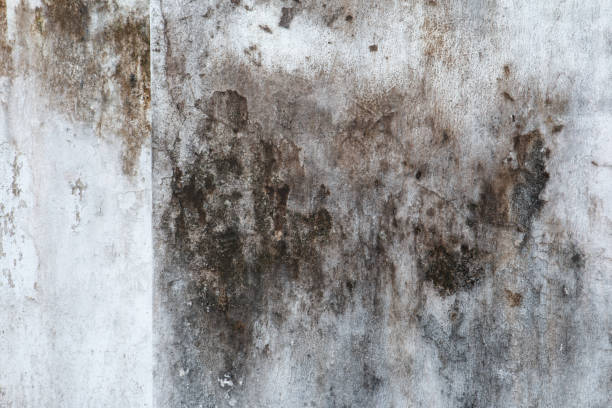 Best Basement Mold Removal  in San Lorenzo, CA