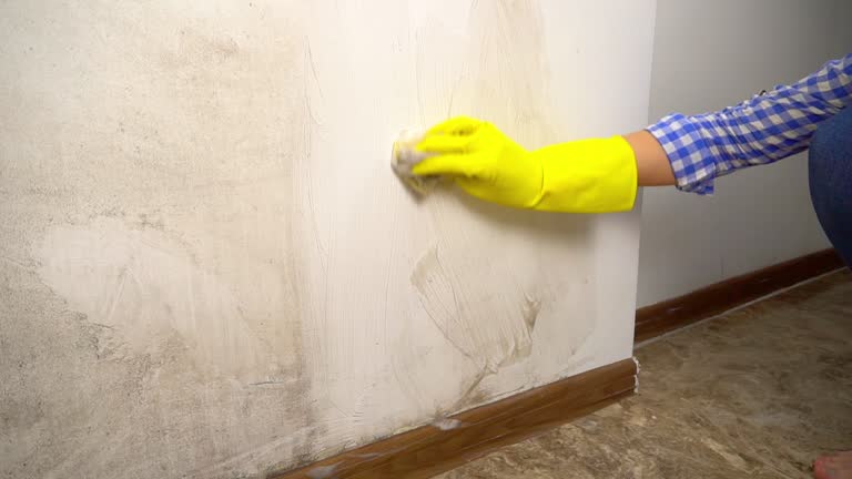 Best Crawl Space Mold Remediation  in San Lorenzo, CA