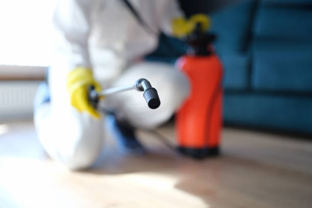 Best Water Damage & Mold Remediation  in San Lorenzo, CA